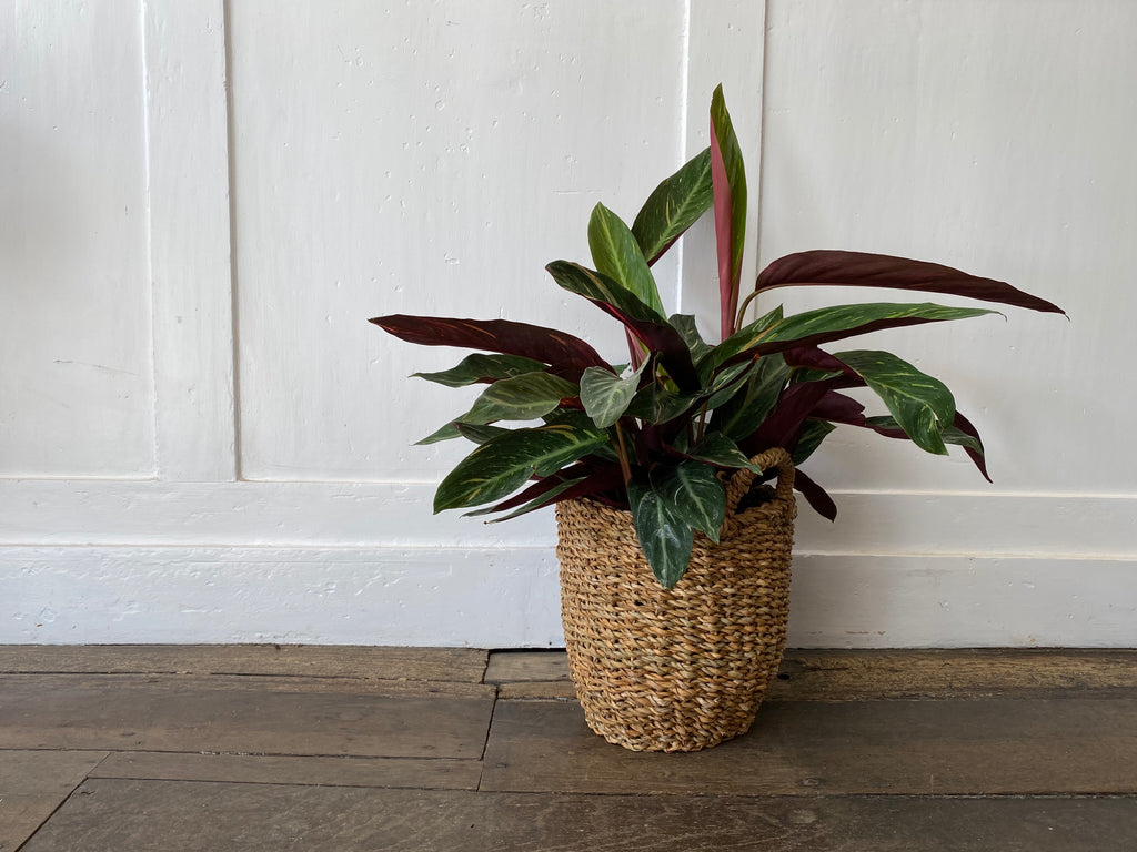 Calatheas