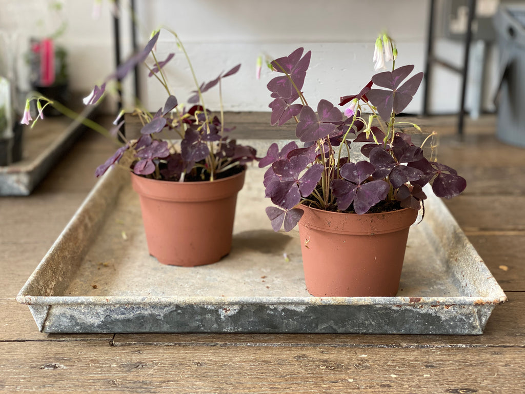 Oxalis Triangularis