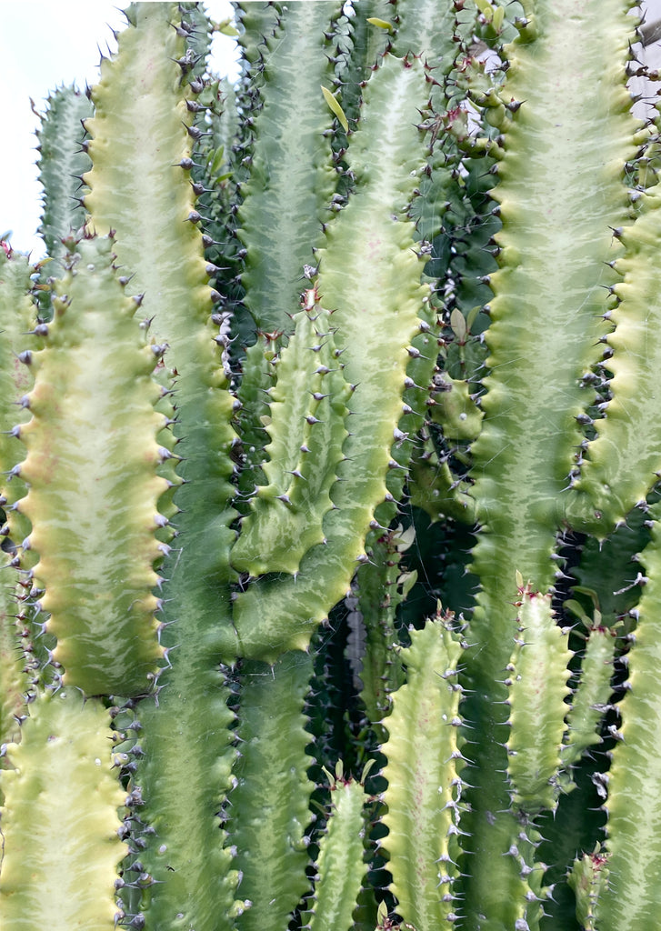 Euphorbia Trigona / African Milk Tree