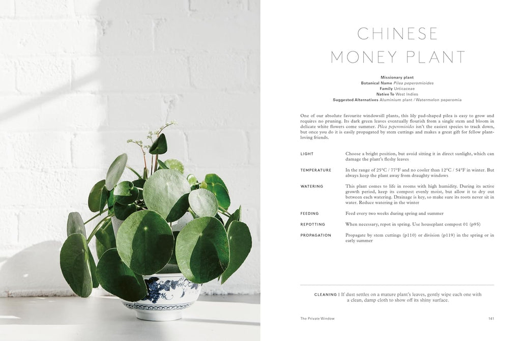 Potted Chinese money plant on a white surface with text on the right side.