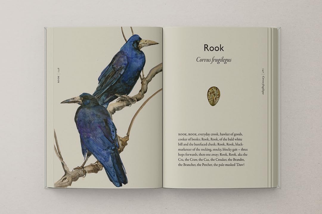 bookspeed - book of birds rook spread on white background - winter's moon