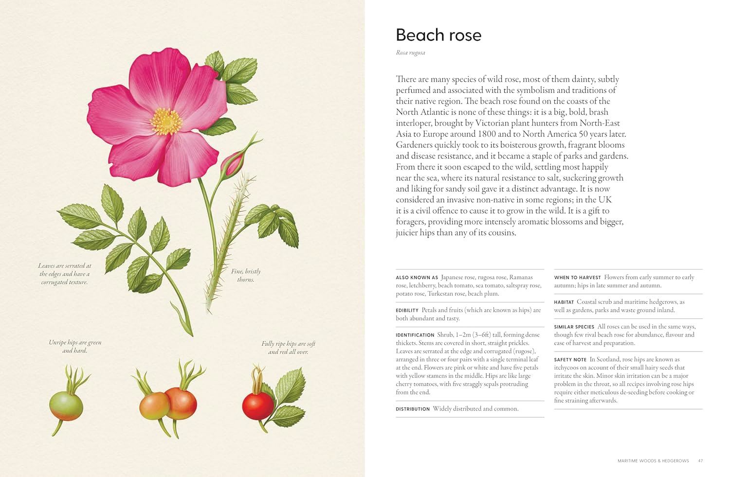 'The Coastal Forager' Book - Winter's Moon 