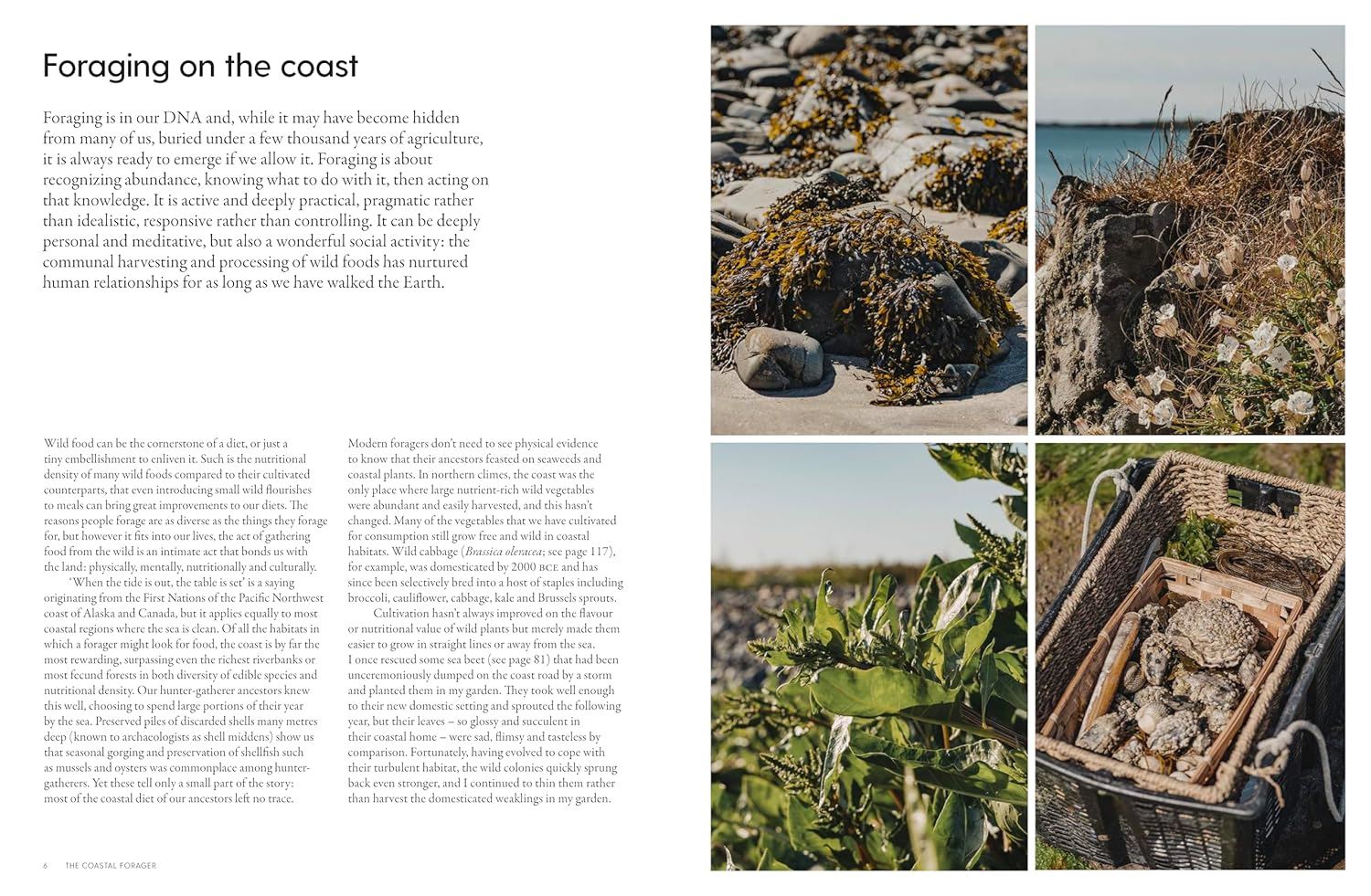 'The Coastal Forager' Book - Winter's Moon 