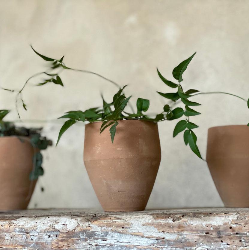 Soller terracotta plant pot shown with a small leafy plant